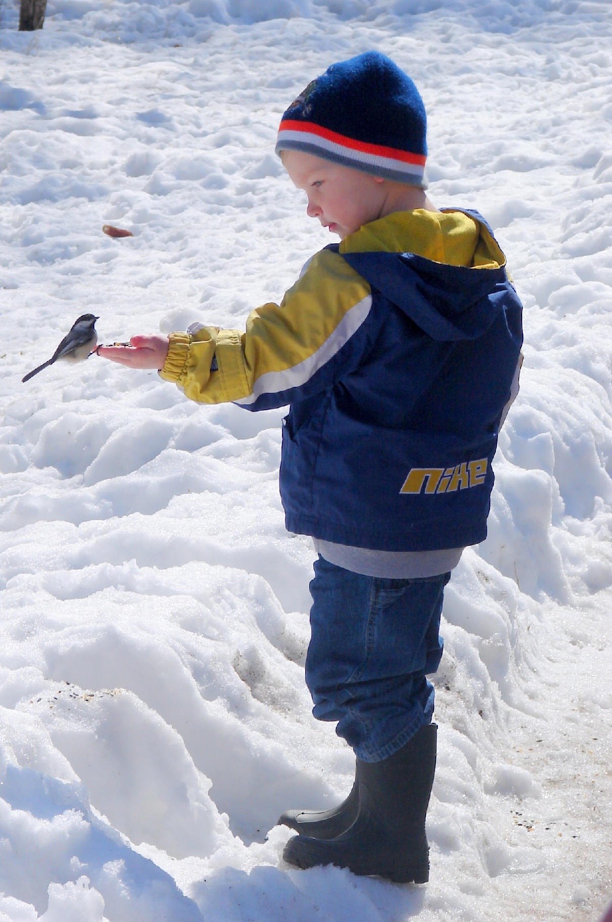 Photo by Rich Middleton, boy with Bird, Goose Island near La Crosse, WI