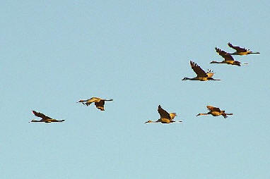 The bugle-call of the Sandhill Crane fills the marshes and backwaters of the Upper Mississippi River.