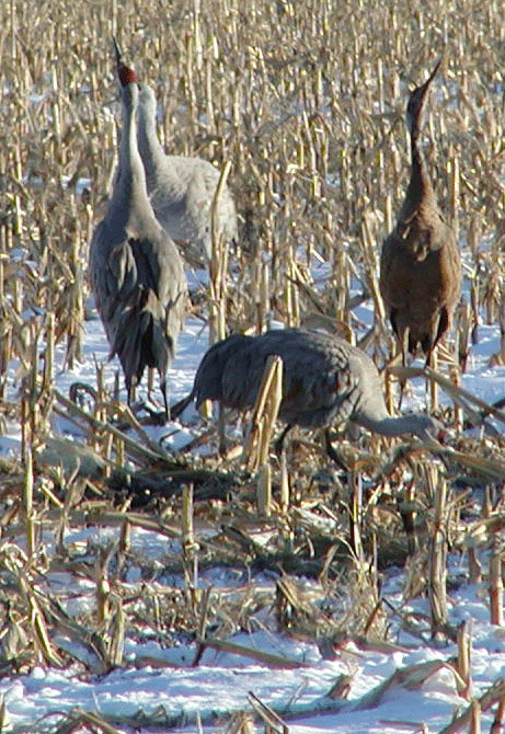 Sandhill Cranes  Nebraska Game & Parks Commission