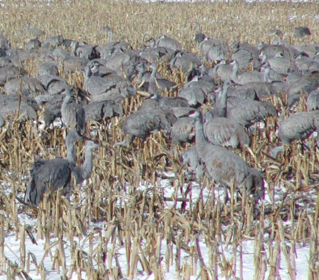 Sandhill cranes (Antigone Canadensis) - Life History and More