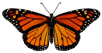 Click Here to visit our New Monarch Butterfly page
