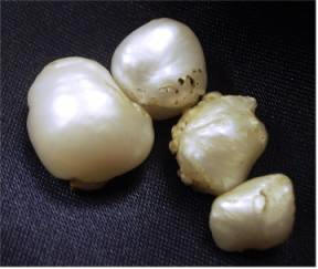 are pearls found in clams