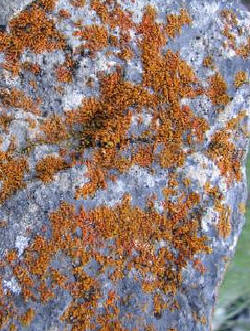 Colorful lichen decorates a bit of sedimentary rock.