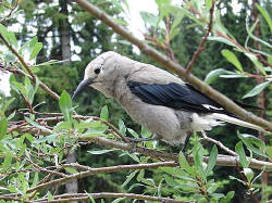 The Clark's Nutcracker was most the most common "mugger bird" at the Mt. Edith Caval glacier overlook. 