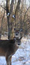 Photo by Rich Middleton, deer in snow