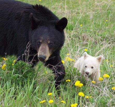 Anonomous Photo, White Phase Black Bear Cub, near Superior, Wisconsin